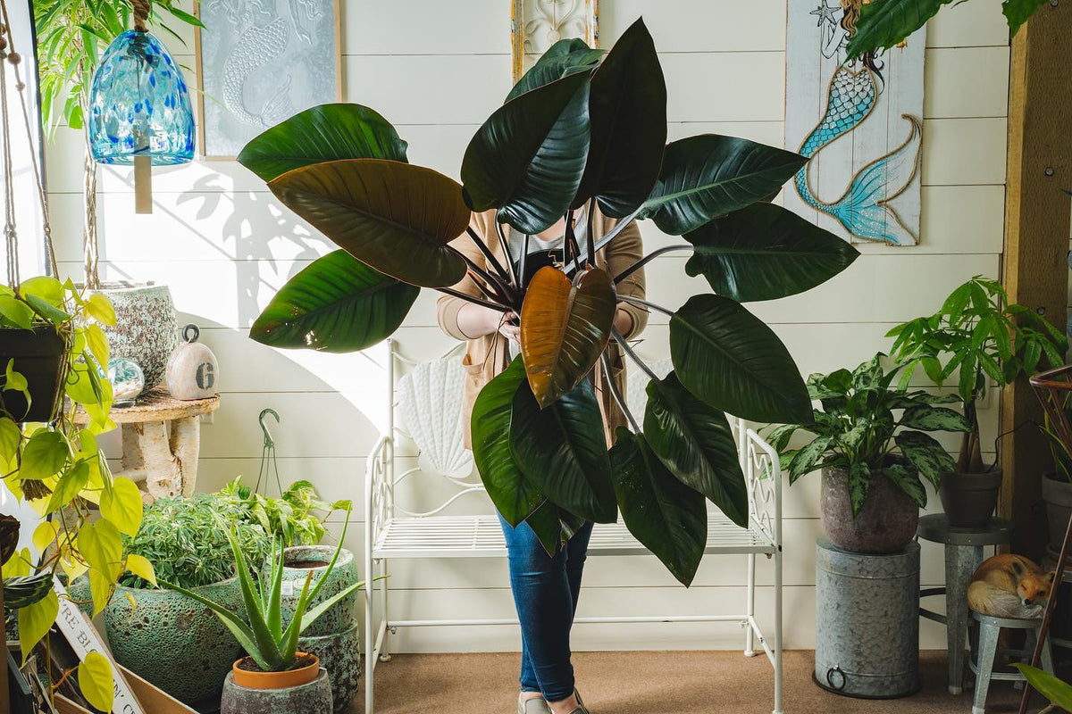 Houseplants | Bear Valley Nursery Lincoln City Oregon