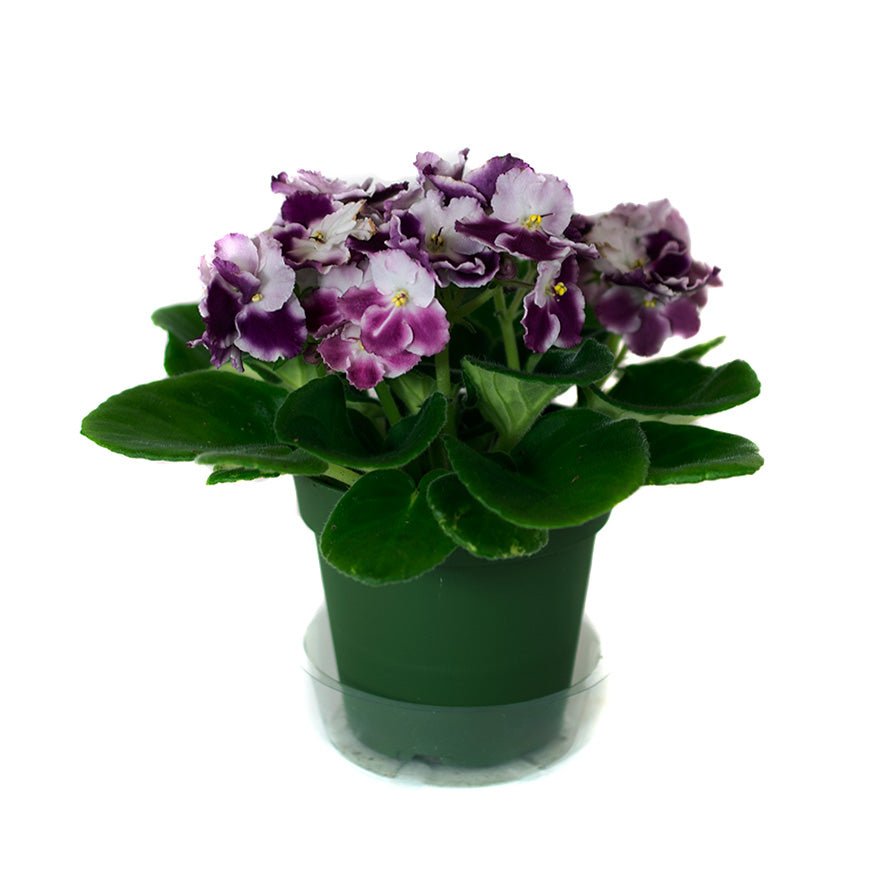 4 inch African Violet House Plant sold at Bear Valley Nursery in Lincoln City, Oregon