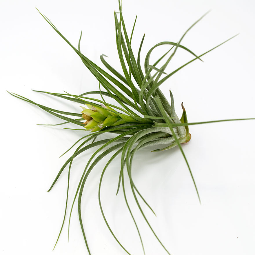 Medium sized stricta air plant with faded bloom