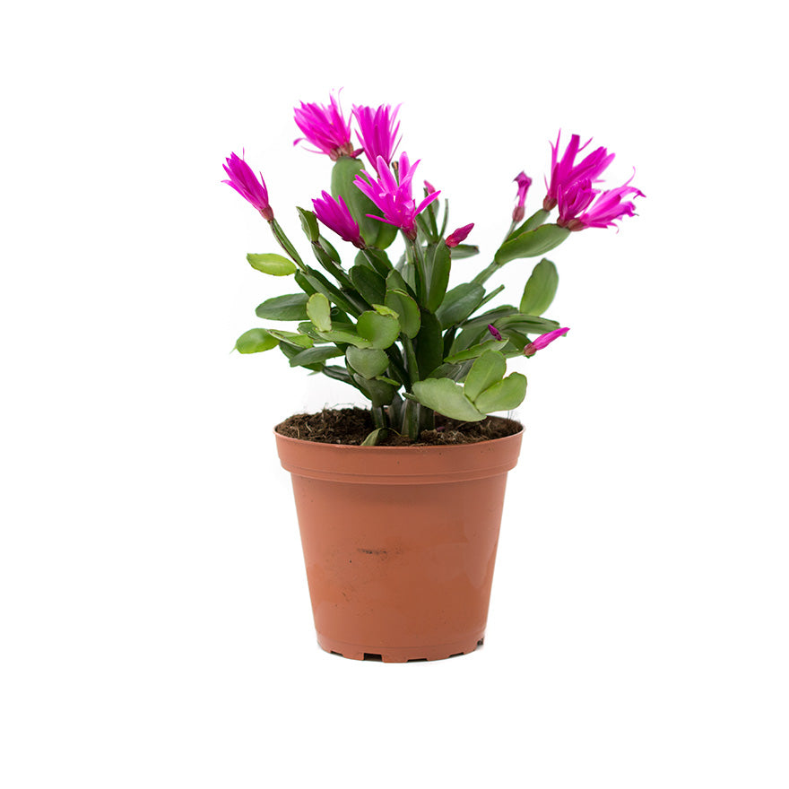 Pink Easter Cactus 4 inch house plant sold at Bear Valley Nursery
