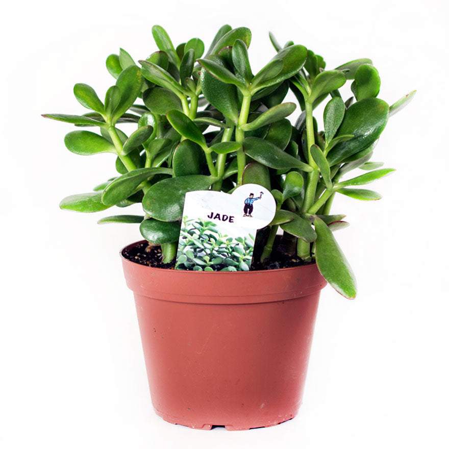 Large 6 Inch Jade House Plant Sold at Bear Balley Nursery
