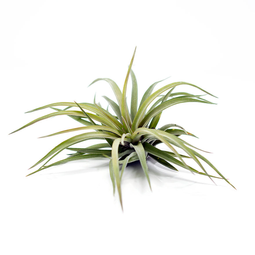 Large Velutina air plant for sale at Bear Valley Nursery