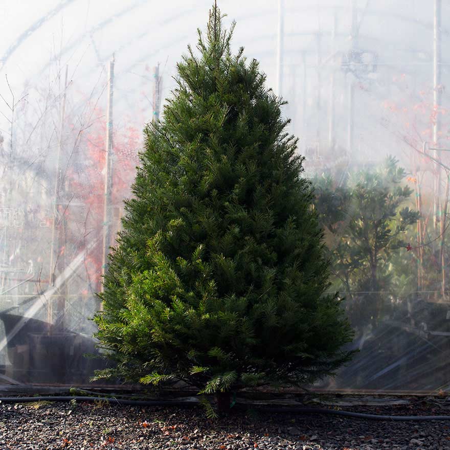 Medium sized affordable Douglas fir Christmas tree sold at Bear Valley Nursery in Lincoln City