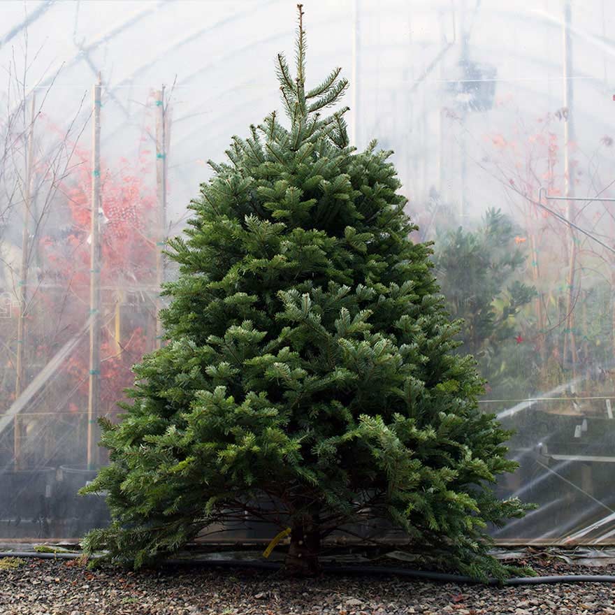 Medium sized affordable Turkish fir Christmas tree sold at Bear Valley Nursery in Lincoln City