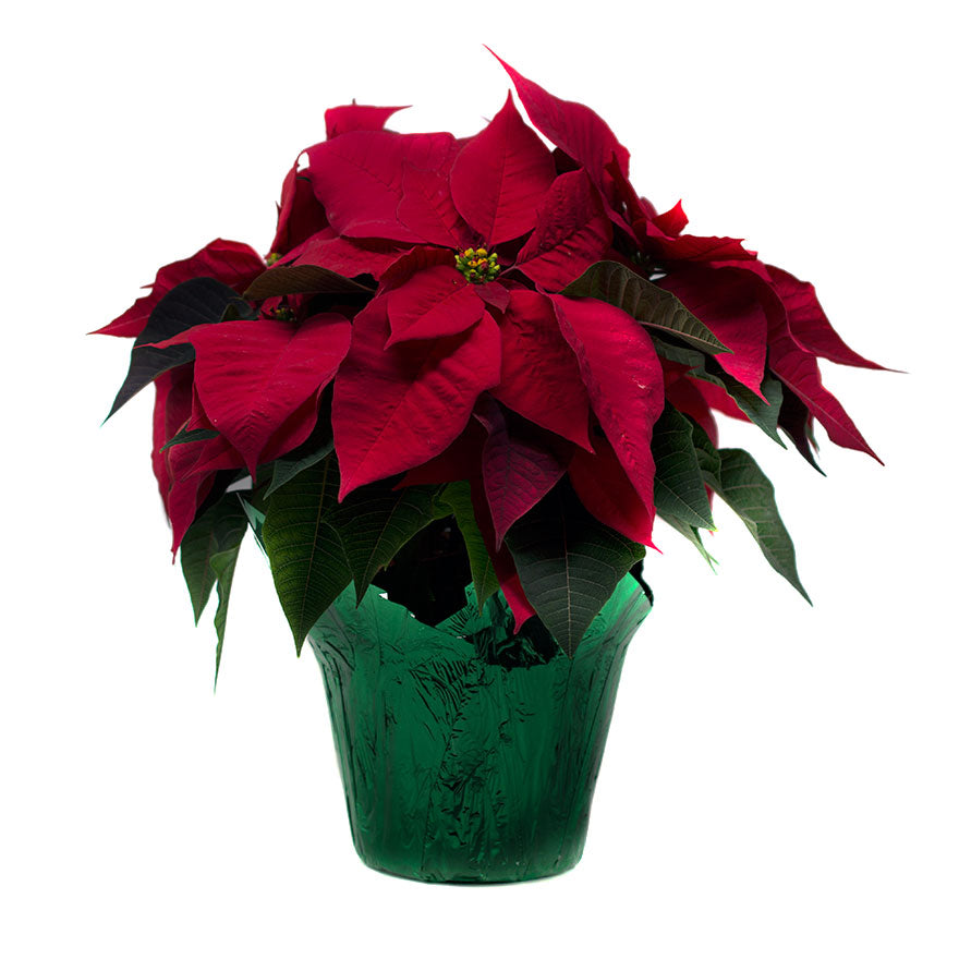 6inch sized Poinsettia house plant for Christmas sold at Bear Valley Nursery in Lincoln City
