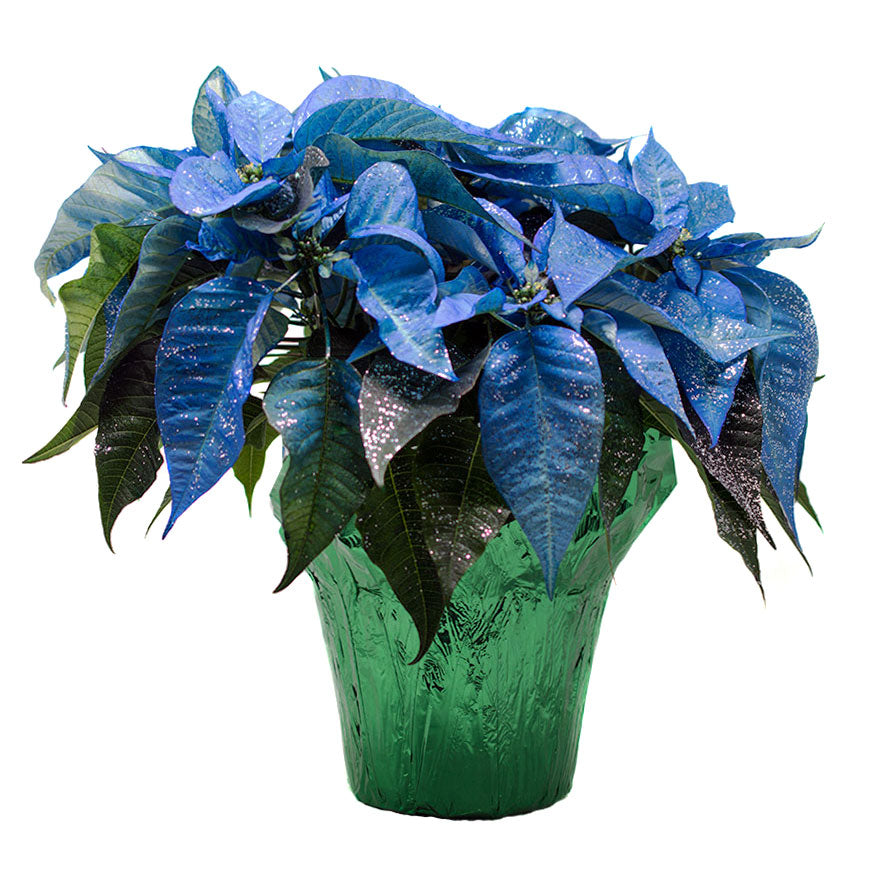 6inch sized blue sparkle Poinsetta for Christmas sold at Bear Valley Nursery in Lincoln City