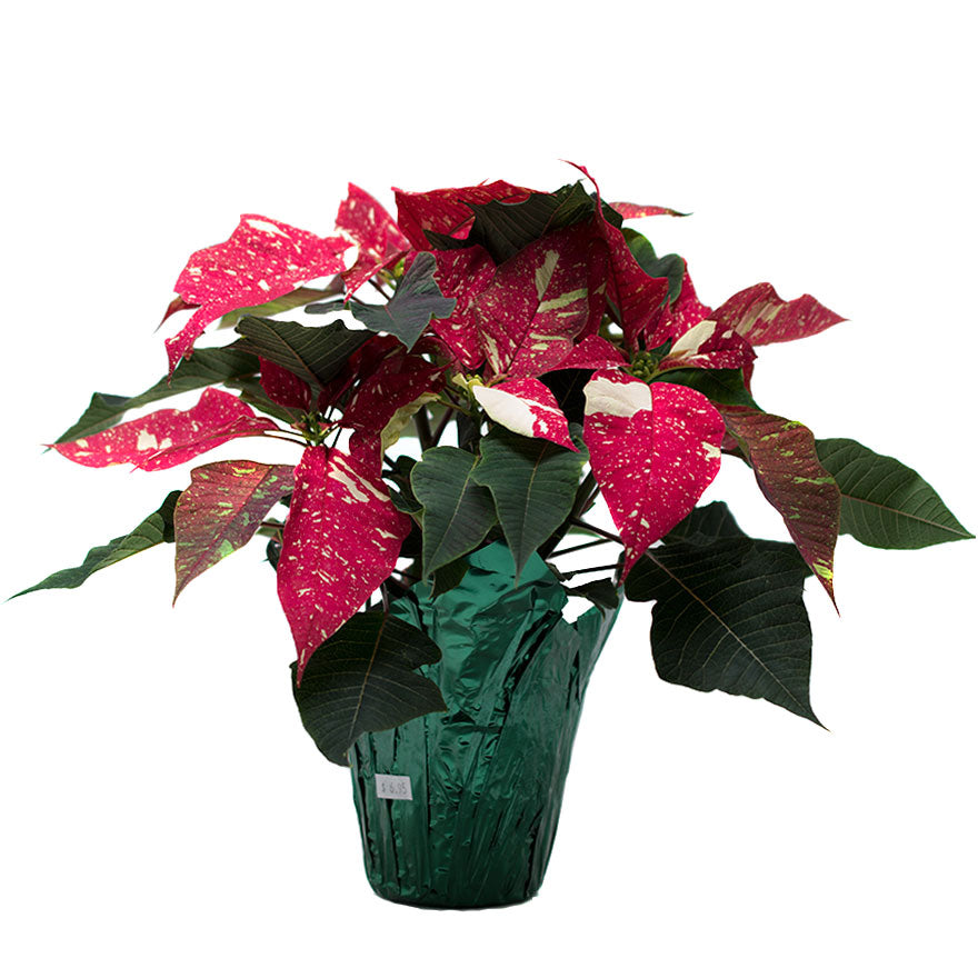 4inch sized Poinsettia house plant for Christmas sold at Bear Valley Nursery in Lincoln City