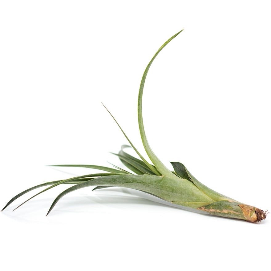 Large Polystachia air plant sold at Bear Valley Nursery