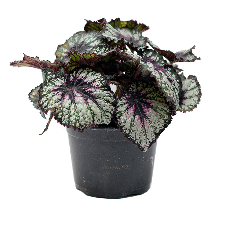 Rex Begonia House Plant sold at Bear Valley Nursery in Lincoln City