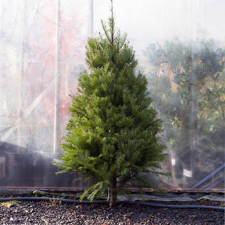 Small sized affordable Douglas fir Christmas tree sold at Bear Valley Nursery in Lincoln City