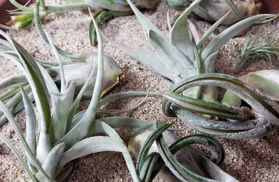 Air Plants