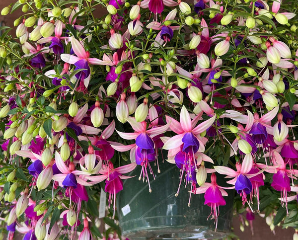 Fuchsia Hanging Baskets | Bear Valley Nursery Lincoln City Oregon