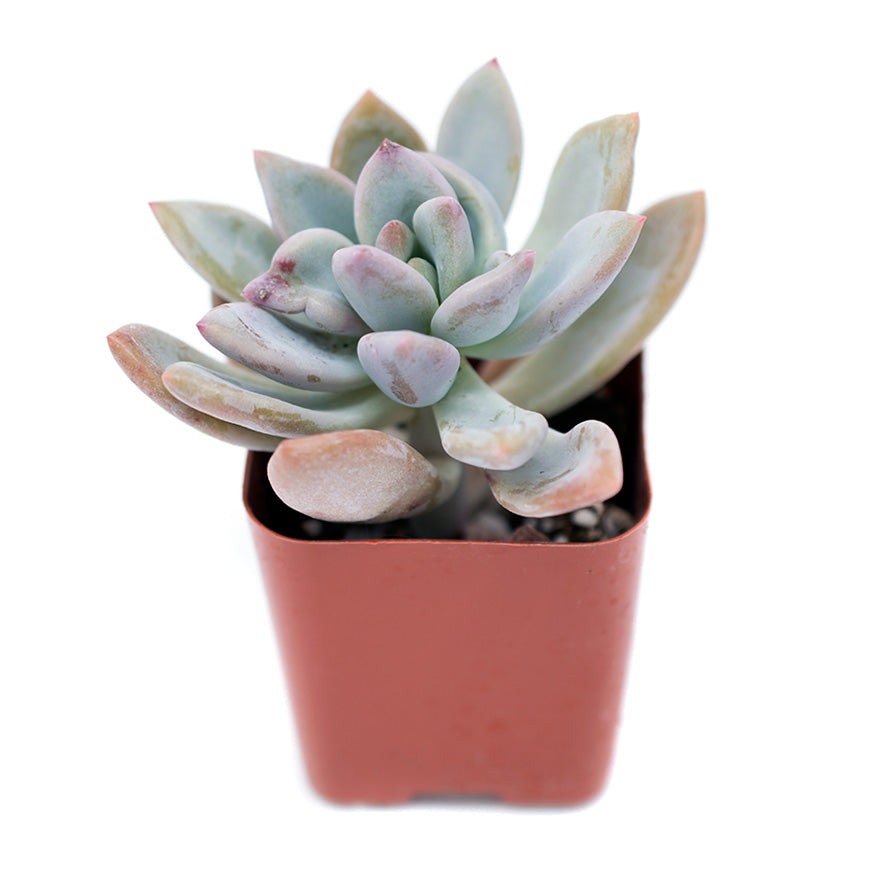 Small 2 inch Rosetta Echeveria succulent sold at Bear Valley Nursery
