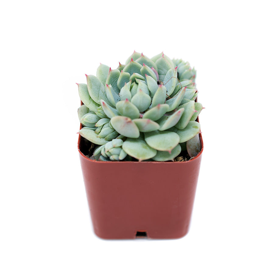 Small 2 inch Rosetta Echeveria succulent sold at Bear Valley Nursery