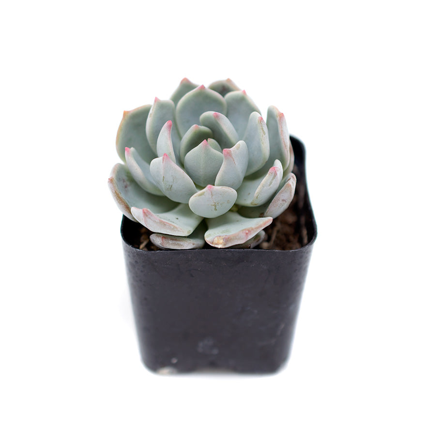 Small 2 inch Rosetta Echeveria succulent sold at Bear Valley Nursery