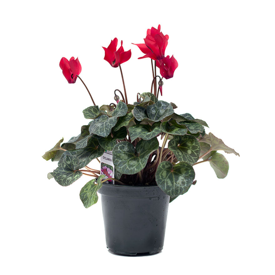 4 inch Cyclamen Christmas house plant sold at Bear Valley Nursery in Lincoln City