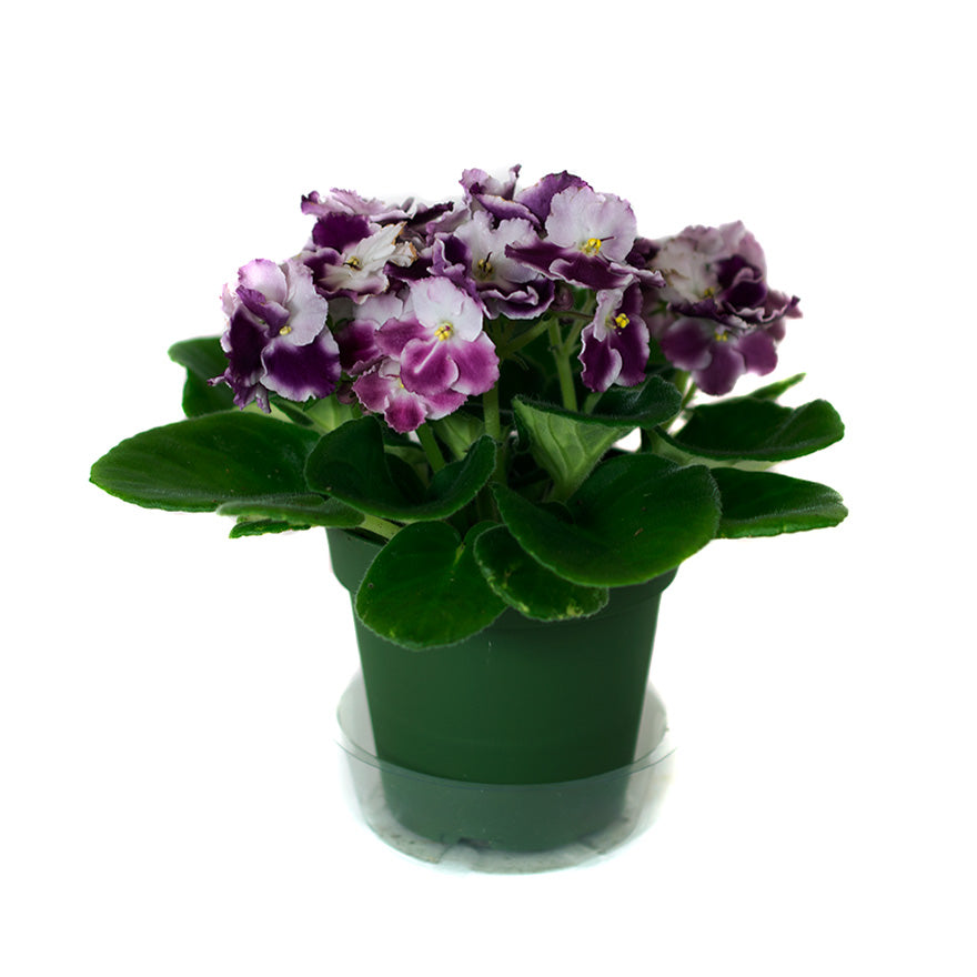 violets house plant Bear Valley Nursery