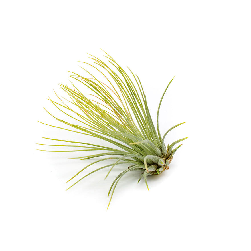 andreana air plant Bear Valley Nursery