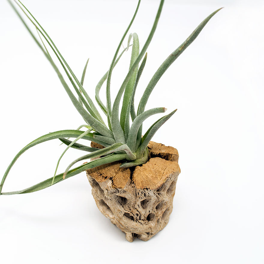 medium sized stricta airplant on top of grape vine trunk