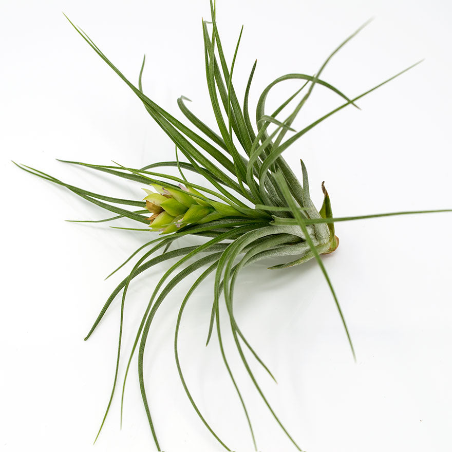 stricta green air plant Bear Valley Nursery
