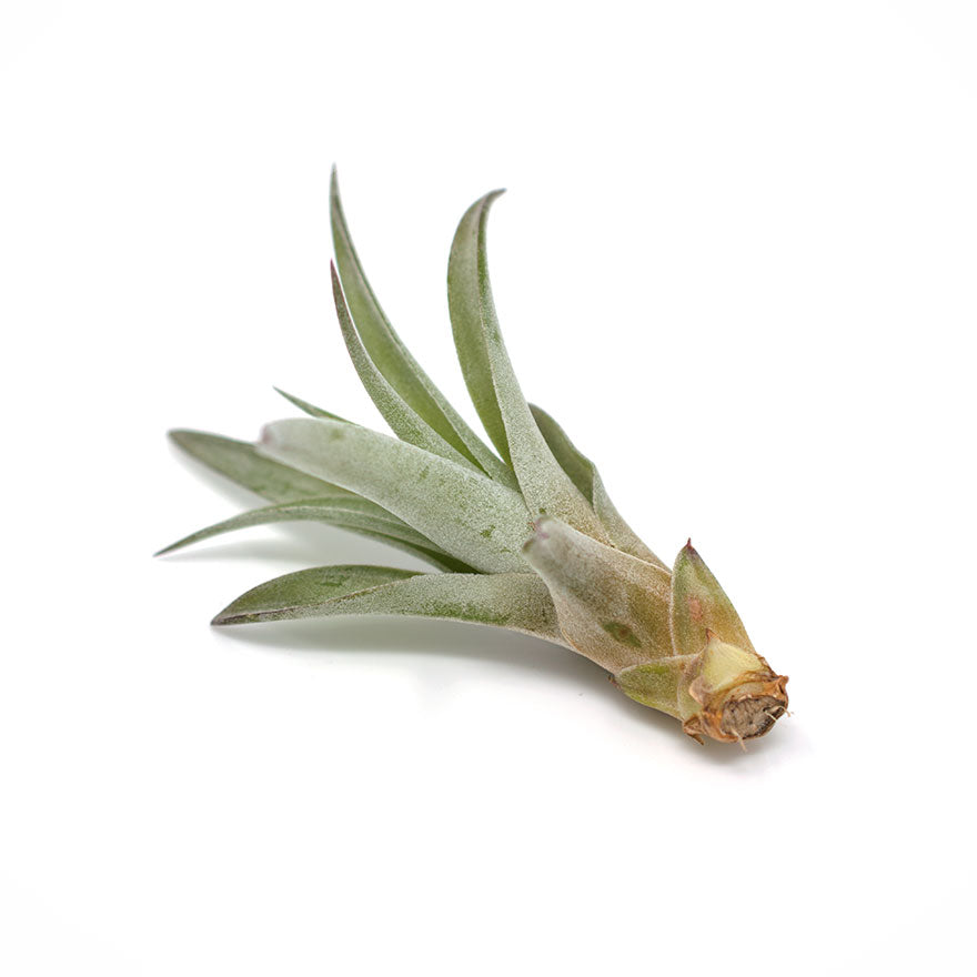 capitata peach air plant medium sized sold at Bear Valley Nursery
