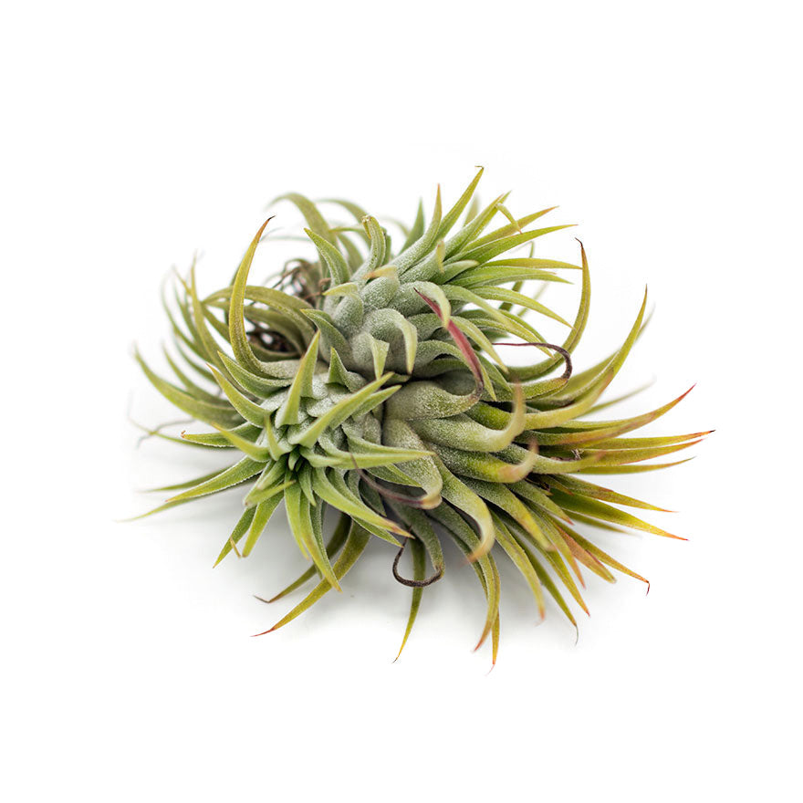 Large Ionatha Clump air plant sold at Bear Valley Nursery
