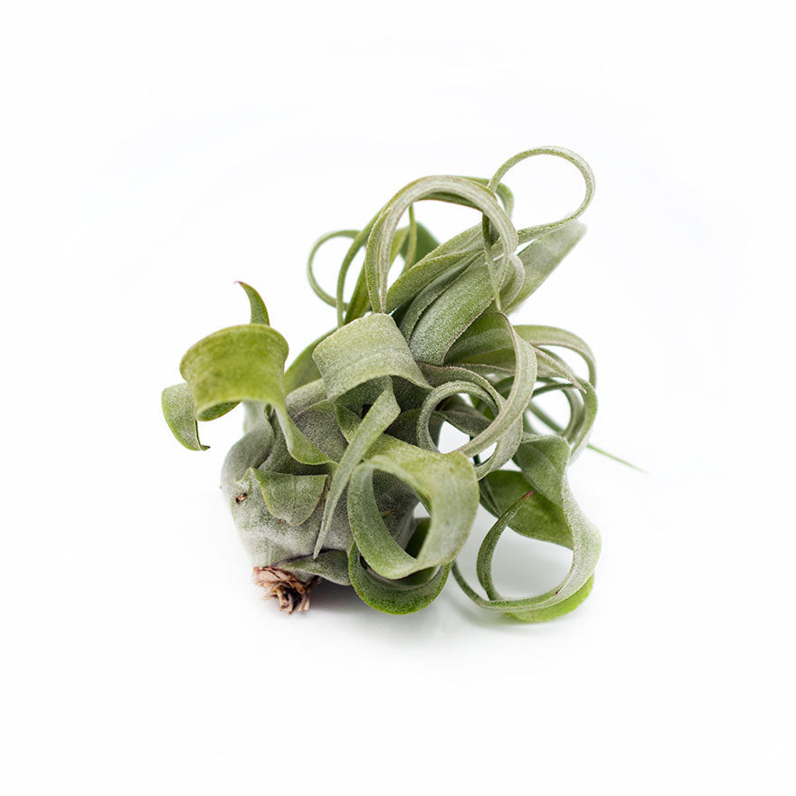 Large Streptophylla air plant sold at Bear Valley Nursery