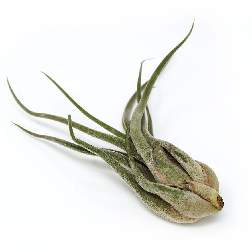 Medium Seleriana Air Plant sold at Bear Valley Nursery