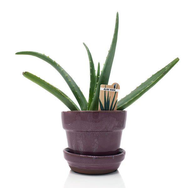 aloe vera plant portland oregon Aloe Vera House Plant in Lincoln City, Oregon