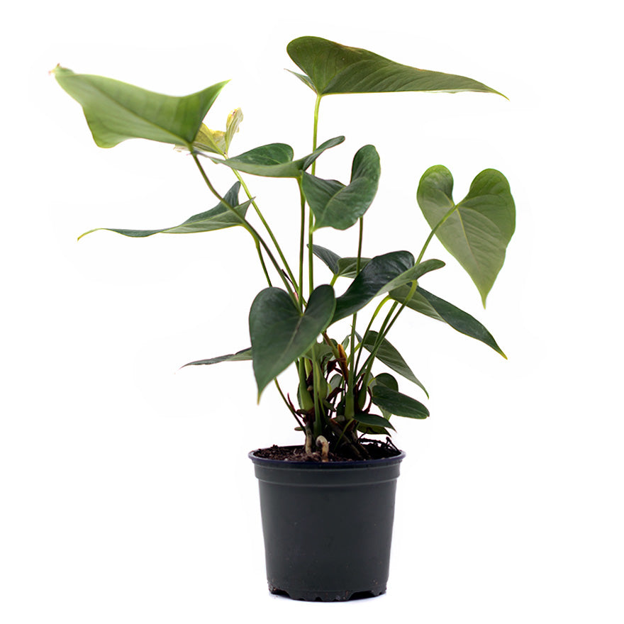 Anthurium House Plant sold at Bear Valley Nursery in Lincoln City