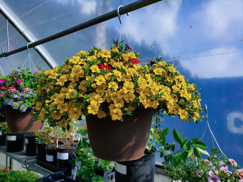 Hanging Baskets