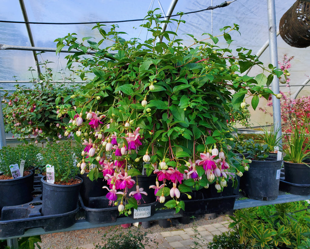 Hanging Baskets