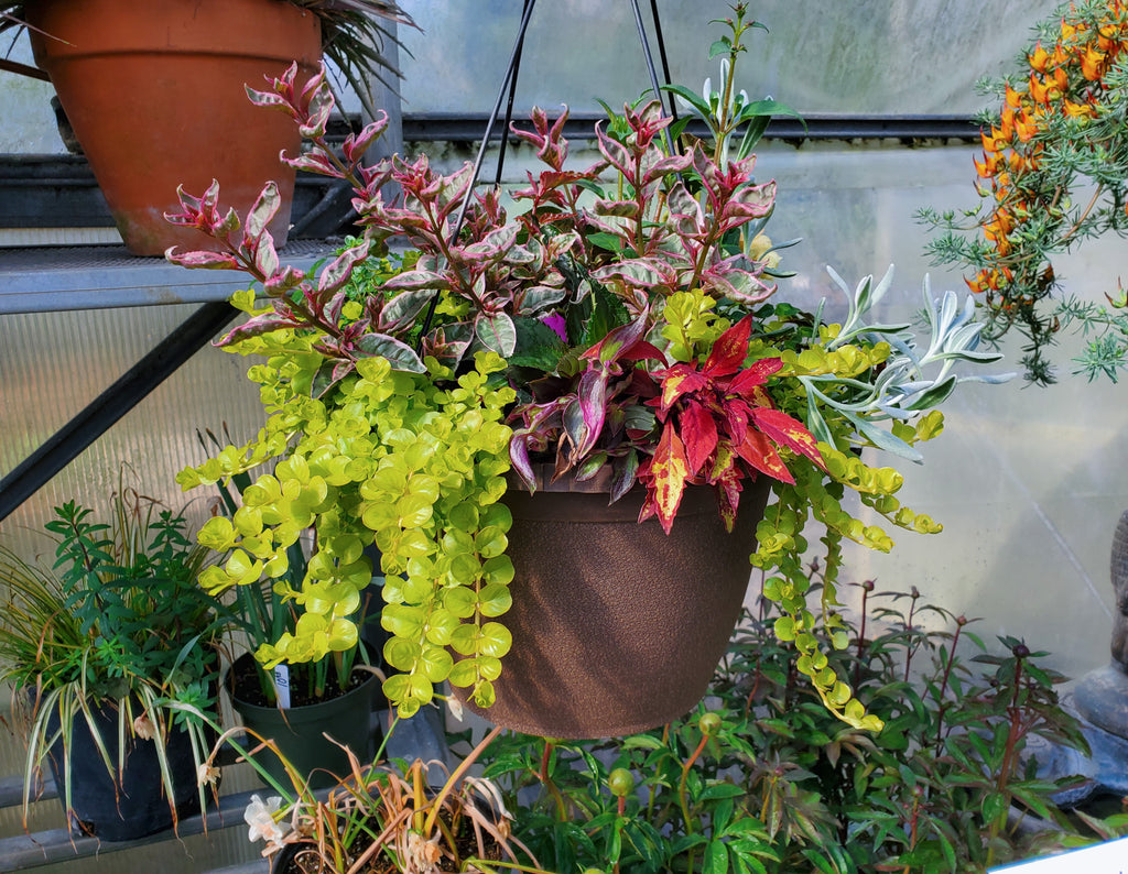 Hanging Baskets