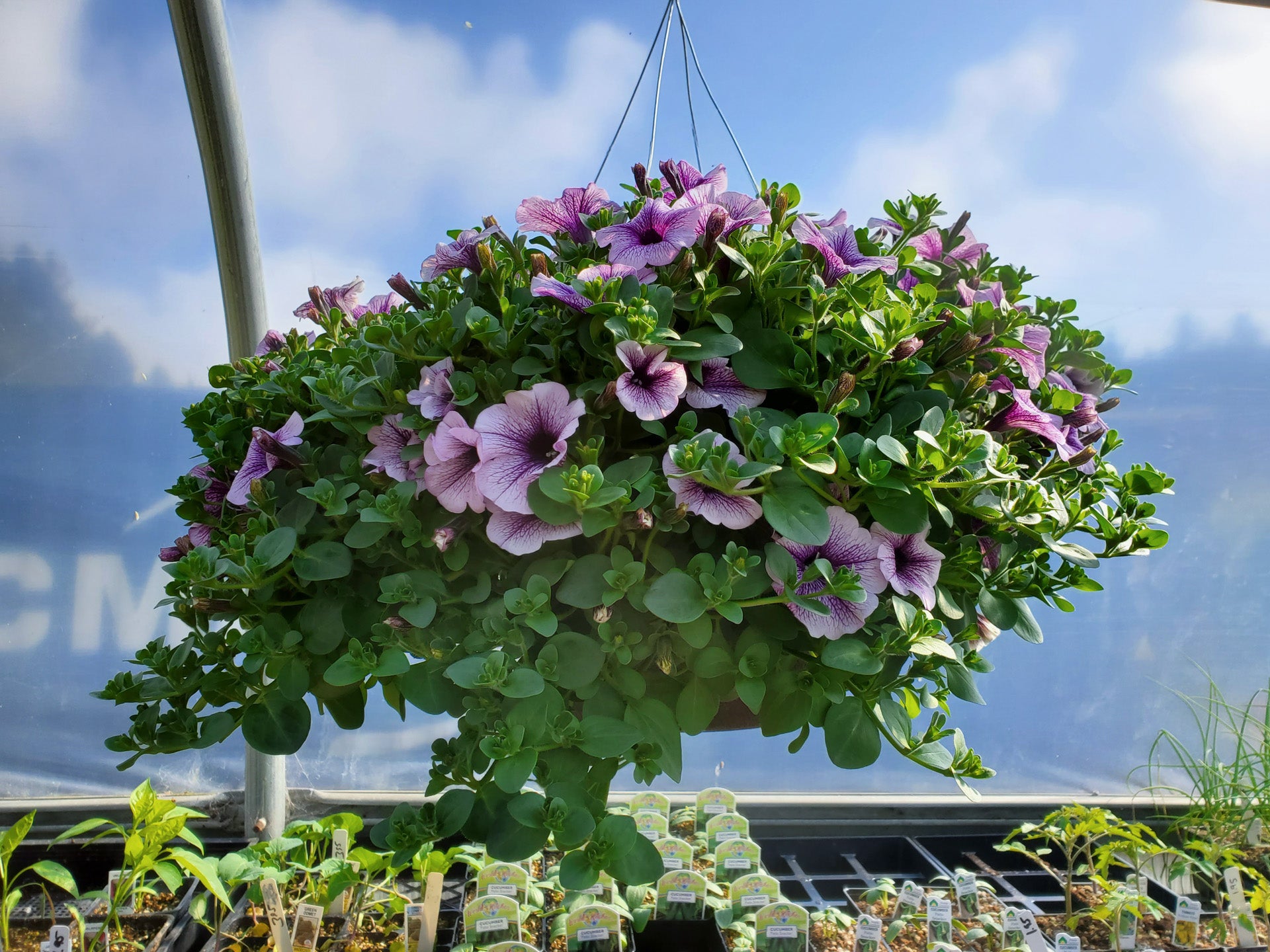 フラワー・ガーデニング   flower Basket Musical Gracious Lavender Basket in San Diego CA - Flowers by Coley