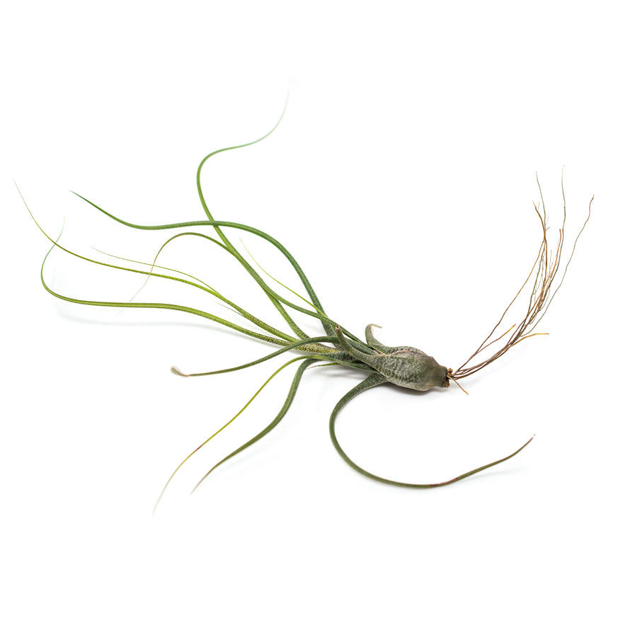 Large Butzii air plant sold at Bear Valley Nursery
