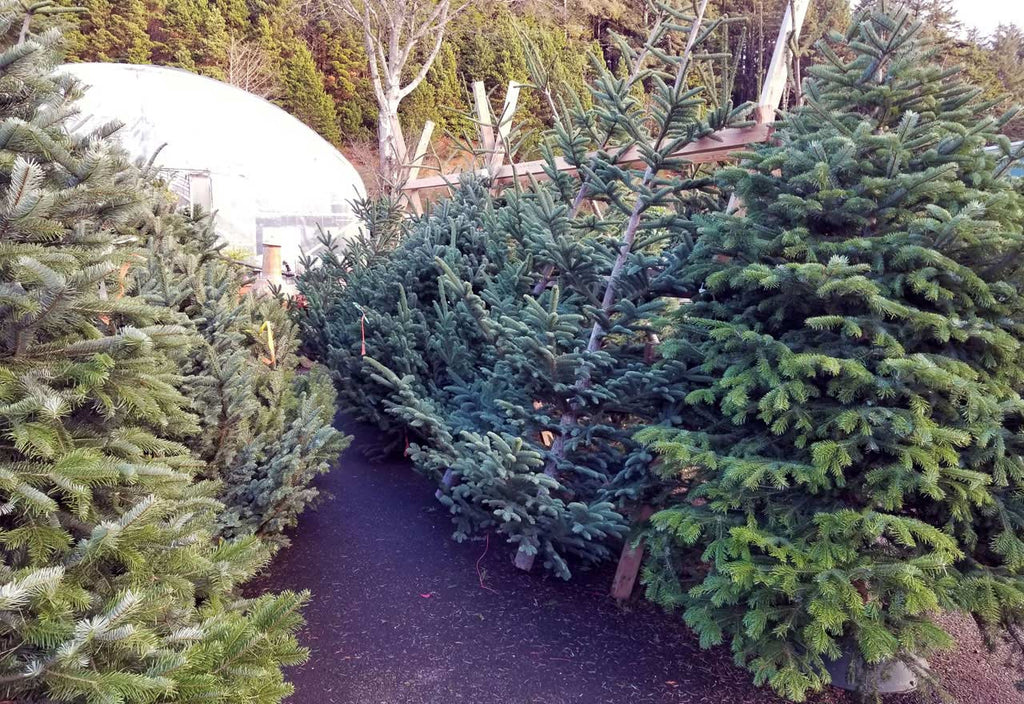 Large sized affordable Turkish fir Christmas tree sold at Bear Valley Nursery in Lincoln City, Oregon
