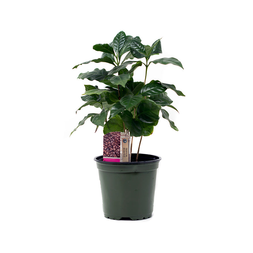 4 inch Coffee House Plant sold at Bear Valley Nursery