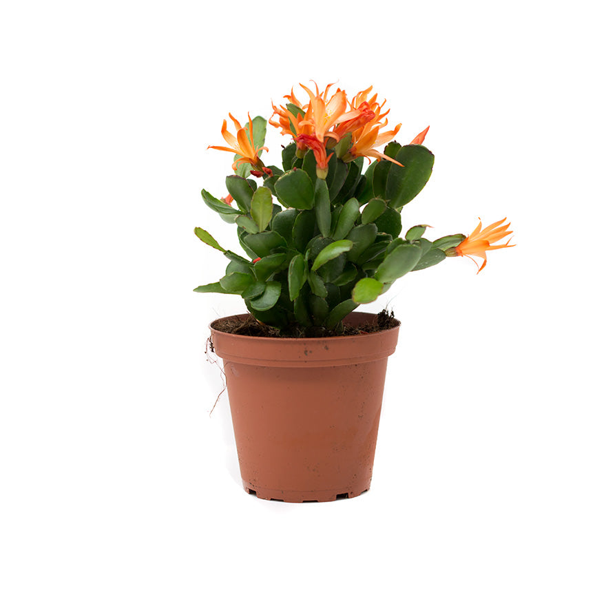 Pink Easter Cactus 4 inch house plant sold at Bear Valley Nursery
