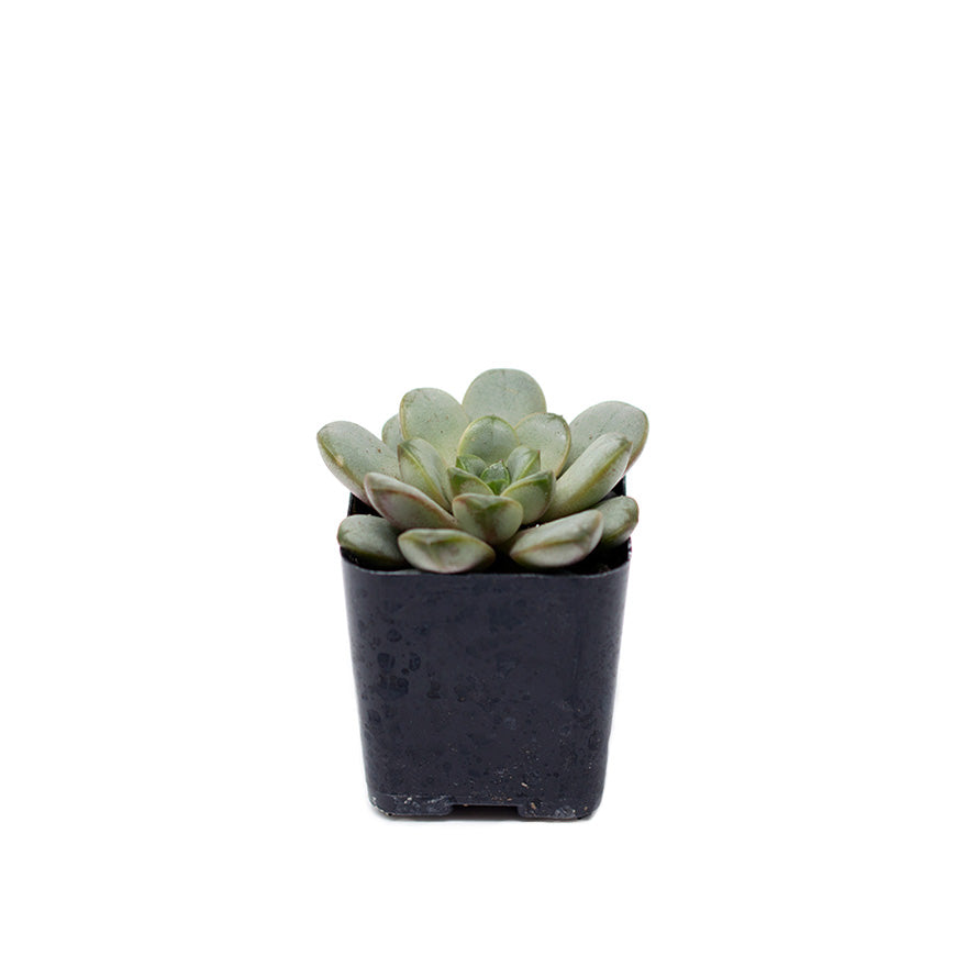 Small 2 inch echeveria succulent sold at Bear Valley Nursery