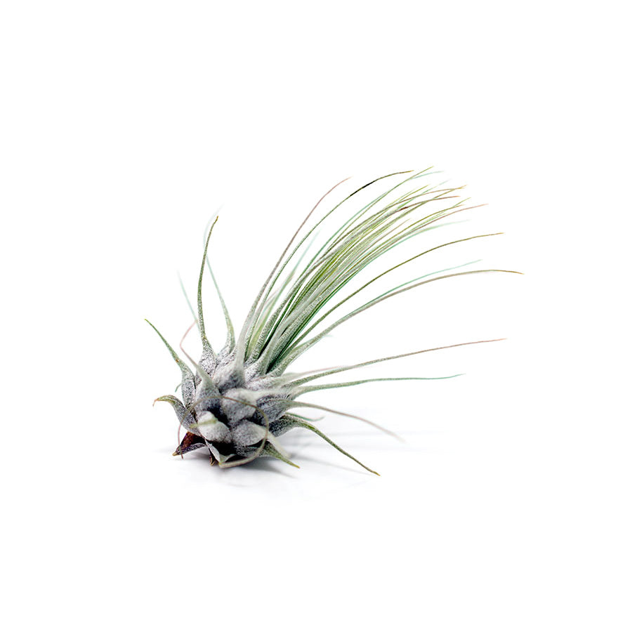 fuchsii air plant Bear Valley Nursery
