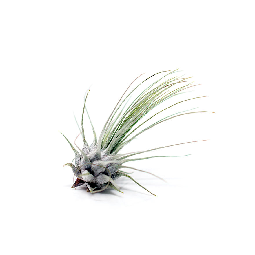 Small Fuschii Air Plant sold at Bear Valley Nursery
