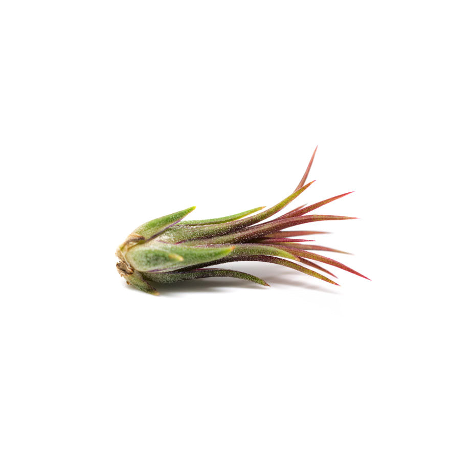 Very small Ionatha Feugo air plant sold at Bear Valley Nursery