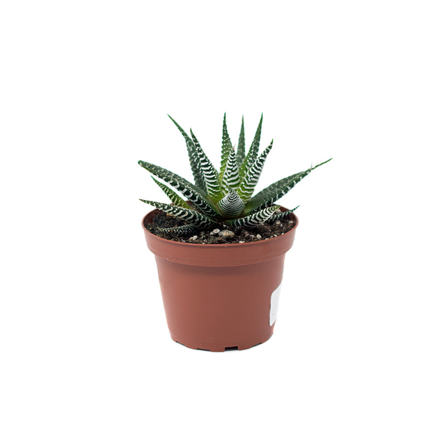 Haworthia 4 inch succulent house plant sold at Bear Valley in Lincoln City