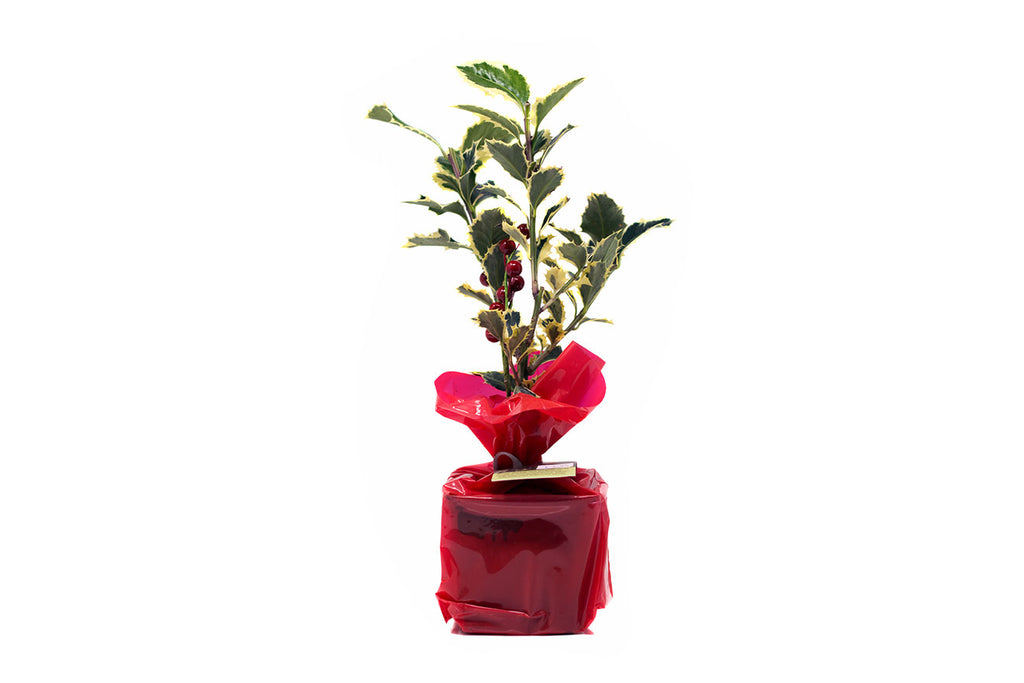 Holiday Greenery