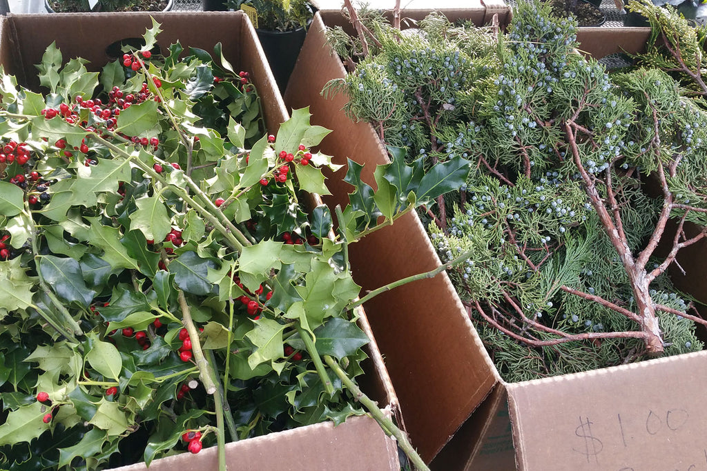 Juniper and holly cuttings with berries displayed for holiday greenery