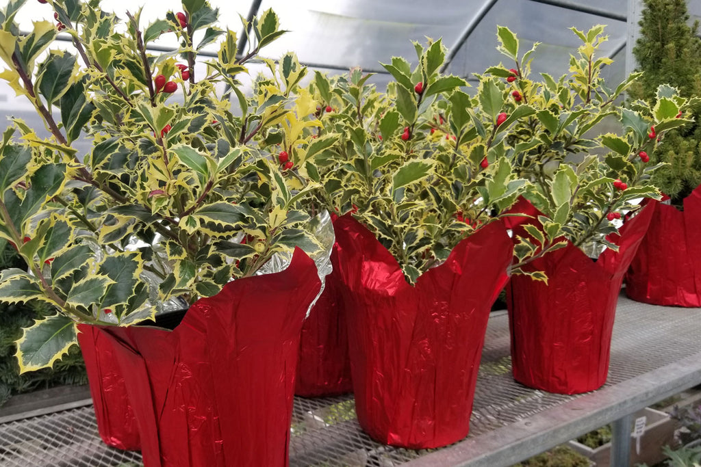 Holiday holly with berries with fancy red christmas wrapping on display