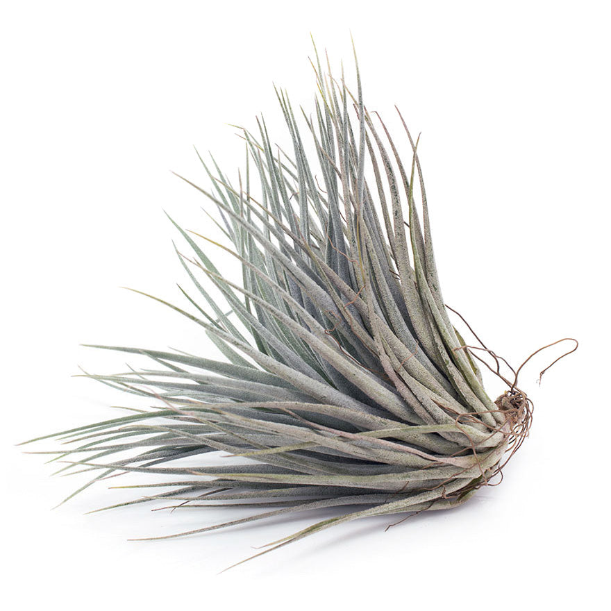 Large Houston Red Princess air plant sold at Bear Valley Nursery