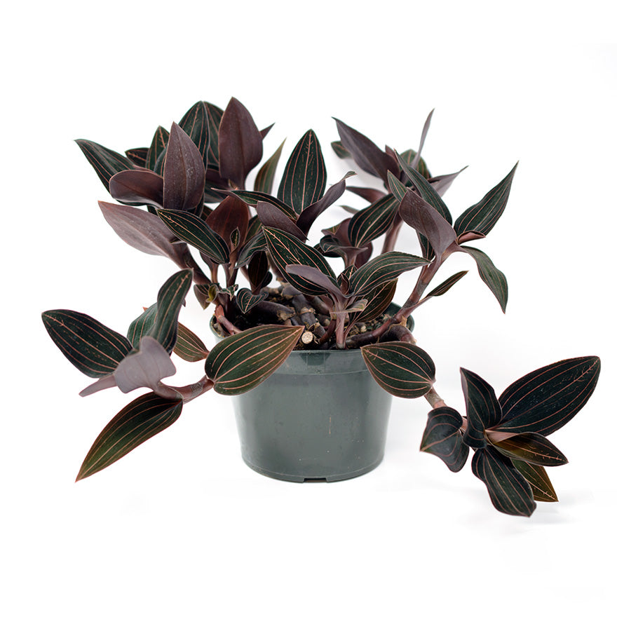 Jewel Orchid