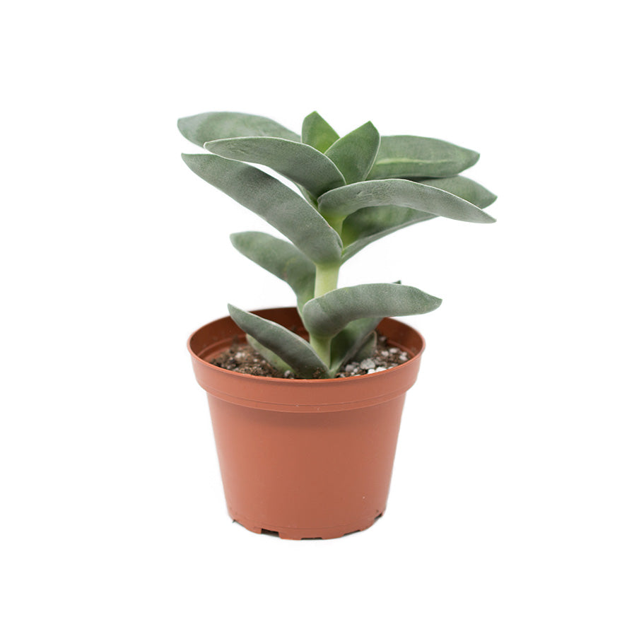 Large 4 inch succulent variety sold at Bear Valley Nursery