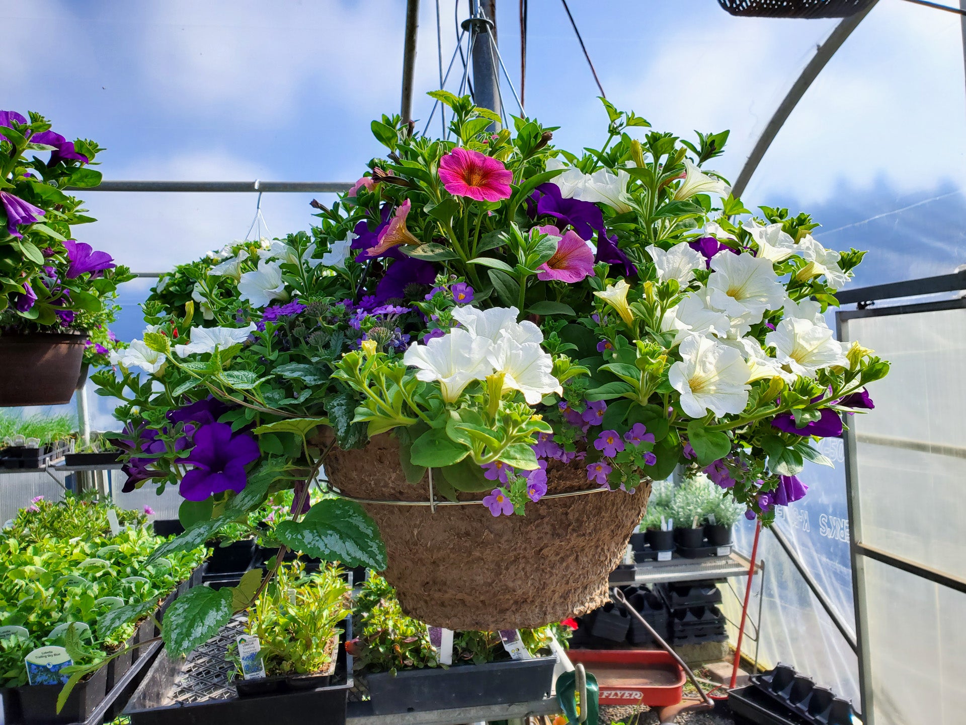 Hanging Baskets Bear Valley Nursery